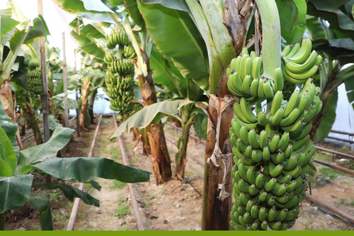 На юге Казахстана выращивают всемирно известный сорт бананов «Кавендиш»