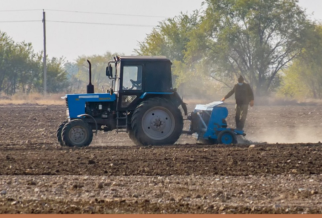 В 2026 году Казахстан увеличит посевные площади картофеля, моркови, кукурузы и гречихи