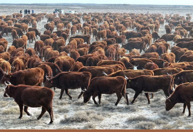 Около 1,5 тыс. голов КРС калмыцкой породы завезены в Сузакский район Туркестанской области 