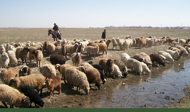 Овцеводы Восточно-Казахстанской области выступили за отмену экспортной пошлины на шерсть сроком на 7 лет