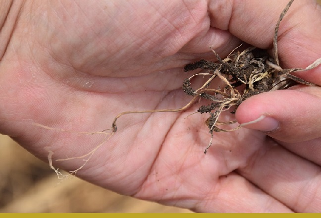 О корневых гнилях и микробиологии почвы