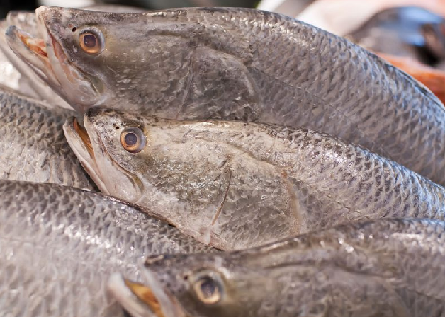 Казахстан наращивает объемы рыбоводства и экспорта рыбной продукции